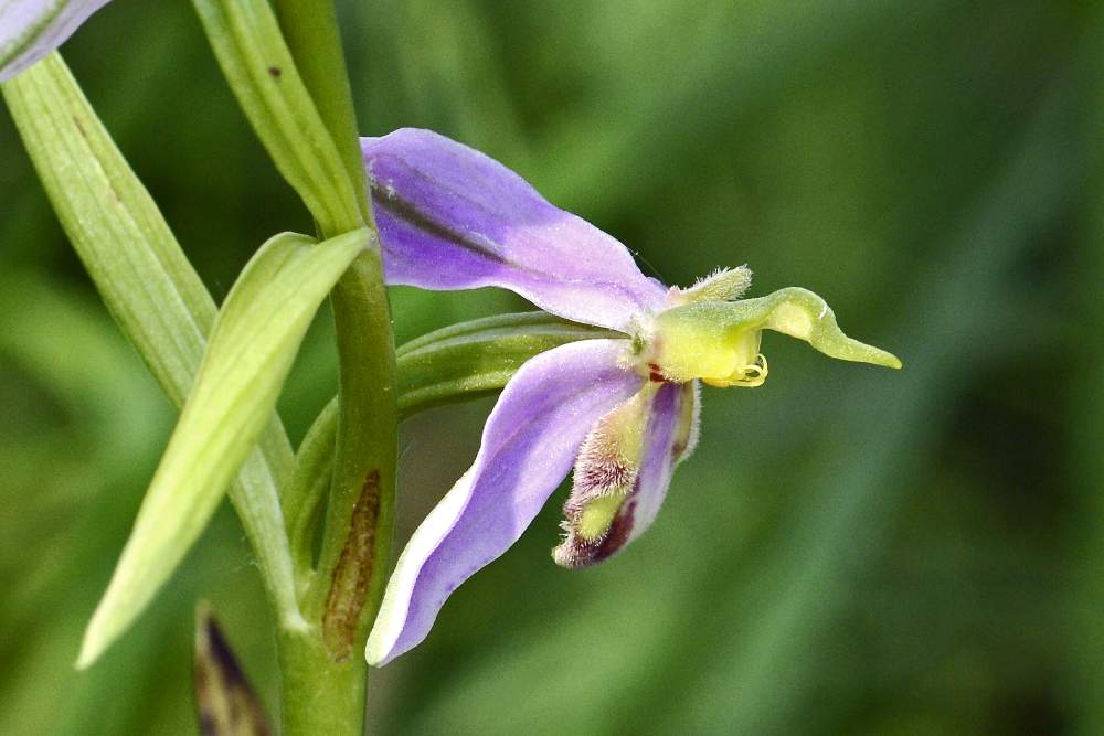 Ophrys apifera v. tilaventin